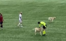 Başıboş köpekler maç oynanırken sahaya daldı! Sonrası kaos