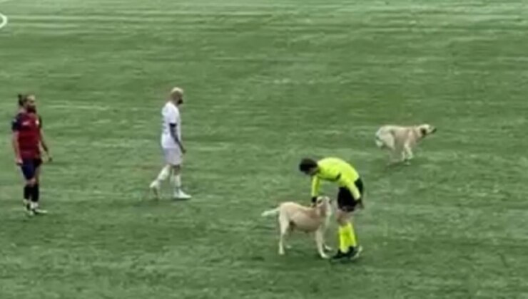 Başıboş köpekler maç oynanırken sahaya daldı! Sonrası kaos