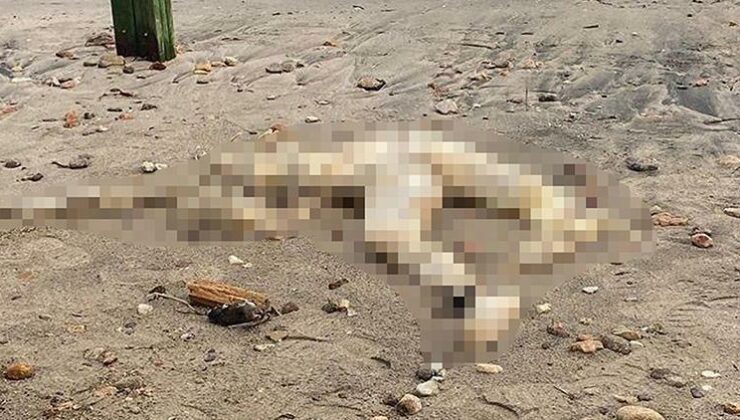 Sahilde başı olmayan erkek cesedi bulundu