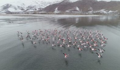 Flamingolar hâlâ göç etmedi